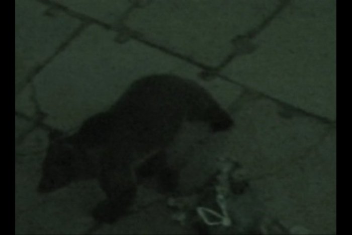 Ilustračný obrázok k článku AUTENTICKÝ ZÁZNAM: Obyvateľ nakrútil pred bytovkou medveďa!