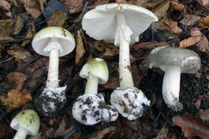 Ilustračný obrázok k článku Rodina skončila v nemocnici po otrave muchotrávkou zelenou: Mladé dievča (15) je vo vážnom stave!