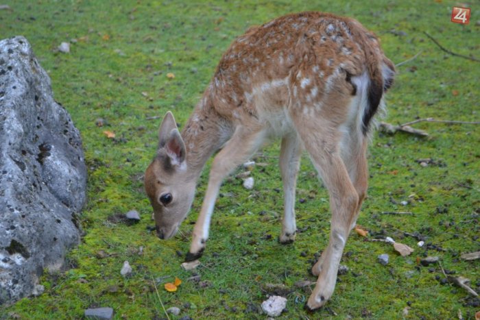 Ilustračný obrázok k článku Kuriózny zásah žiarskych hasičov: Srnček v pasci!