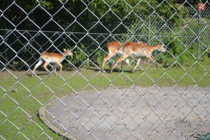 Ilustračný obrázok k článku Z Bojníc do Prahy: Samec antilopy vranej odcestoval, cieľom je spojenie so samicami