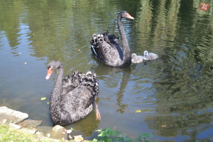 Ilustračný obrázok k článku Párik krásnych zvierat rozhodne zaujal: Pravdepodobne prvé úspešné hniezdenie labutí pod Tatrami!