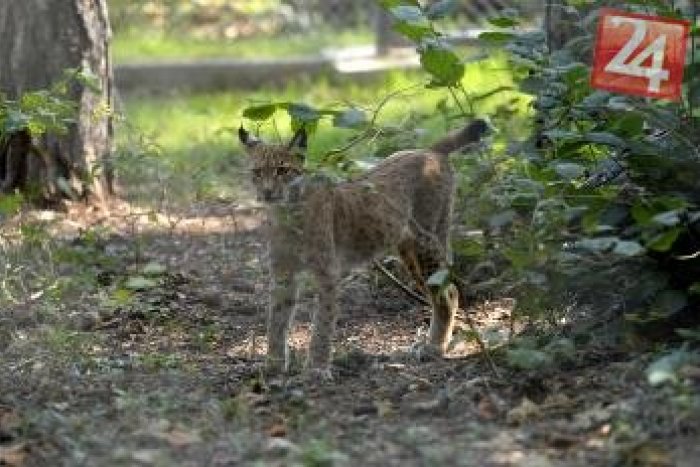 Ilustračný obrázok k článku Kuriózny zásah mestskej polície v Spišskej: Pri kostole chytali rysa!