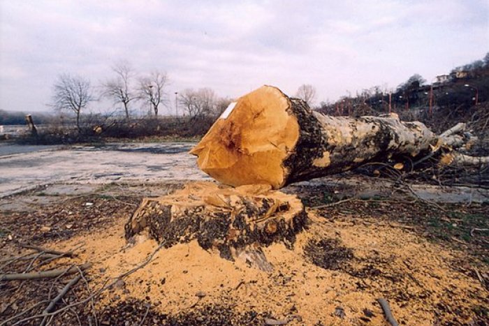 Ilustračný obrázok k článku Neobyčajný príbeh: Storočný platan prežil, aj keď ho vyrúbali