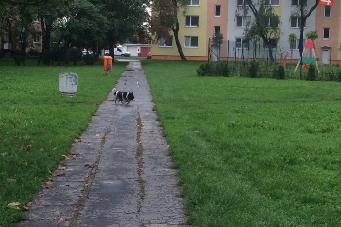 Ilustračný obrázok k článku Bezohľadní majitelia psov strpčujú Popradčanom život: Chodníky a cesty plné exkrementov!