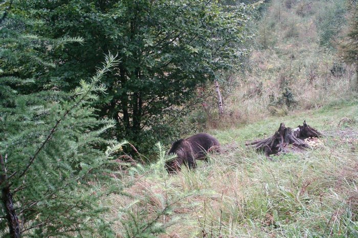 Ilustračný obrázok k článku POZOR, na Spiši po stretnutiach s medveďmi vydali výstrahu: V TÝCHTO lokalitách buďte ostražití!