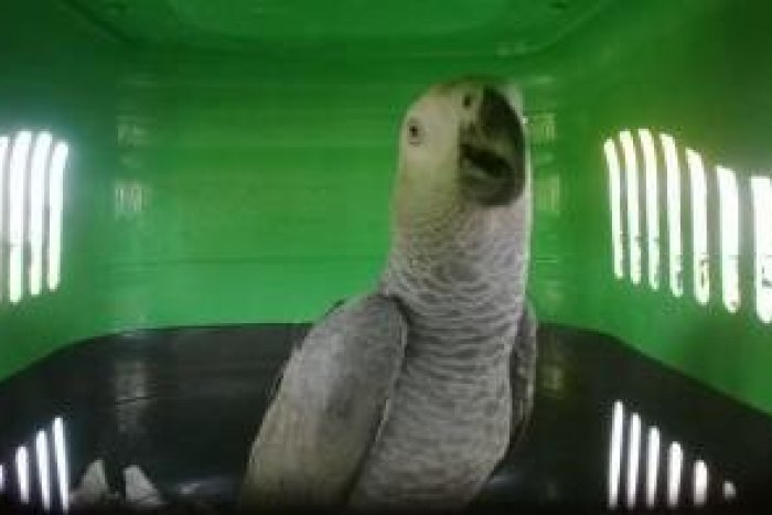 Ilustračný obrázok k článku Colníci zaistili podozrivú kozmetiku: Fínom z kufra auta zhabali exotického papagája