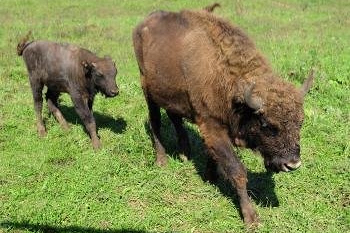 Ilustračný obrázok k článku Veľký deň pre malého zubra: Nový prírastok príde pokrstiť Peter Cmorík!