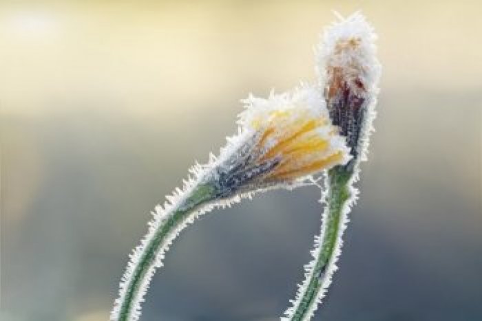 Ilustračný obrázok k článku Na letné teplá zabudnite: Na Topoľčany udrie mráz, meteorológovia dokonca vydali výstrahu!