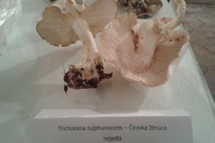 Ilustračný obrázok k článku Hubári si vo Zvolene prídu na svoje: Na jednom mieste až stovky druhov húb a to i ozajstné vzácnosti!