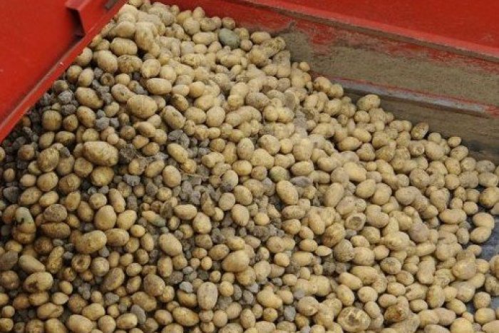 Ilustračný obrázok k článku Popradskí policajti už riešia prvé krádeže zemiakov: Trojica ich rukami zo zeme vyhrabala až 100 kg!