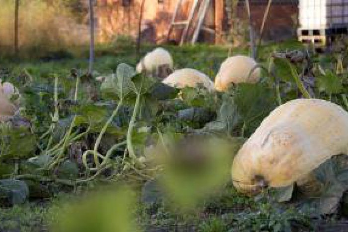 Ilustračný obrázok k článku Anna prezradila recept na regionálnu špecialitu: Urobte si falošnú kuraciu polievku z tekvice!