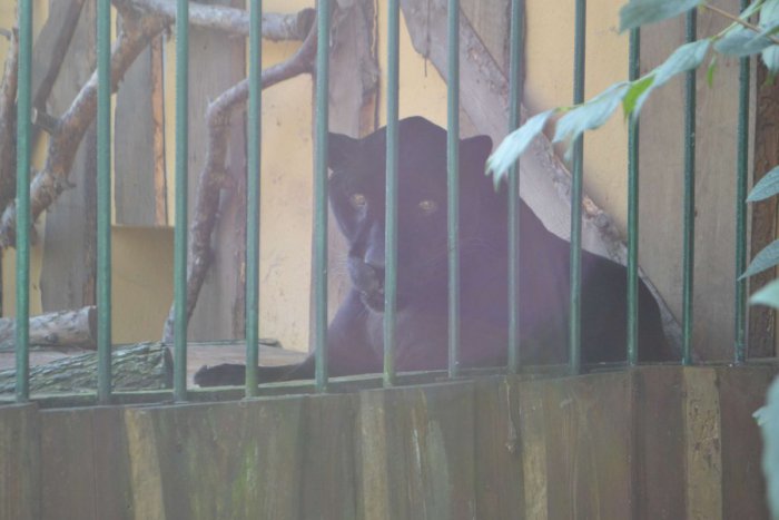 Ilustračný obrázok k článku Podarené zvieratá z novoveskej zoo: Rozprávajúci jaguár aj orangutan, čo sa rád oblieka do košele :)