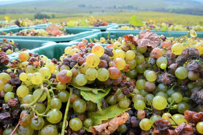 Ilustračný obrázok k článku Dobrá aj horšia správa pre milovníkov tokajského vína: Bude ho dosť, ale...