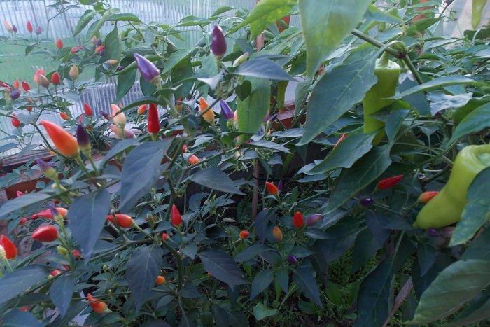 Ilustračný obrázok k článku Zo záhrady východniara budete paf: Ján pestuje obrátenú reďkovku, kiwi aj modrú mrkvu