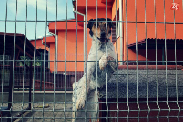 Ilustračný obrázok k článku Chcete venovať vianočný darček pre obyvateľov útulku? Už zajtra sa koná veľká brigáda