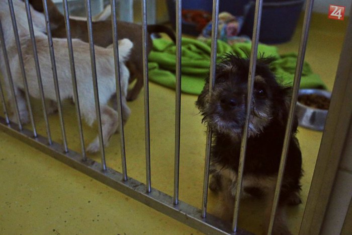 Ilustračný obrázok k článku Travič psov opäť vyčína v Bratislave: Ako pomôcť vášmu psovi? Radí veterinár