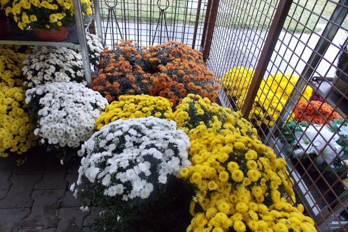 Ilustračný obrázok k článku Dušičkový zhon v Spišskej v plnom prúde: Na čo nás lákajú predajcovia a išli hore s cenami?