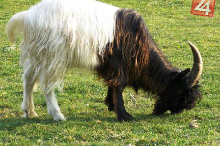 Ilustračný obrázok k článku Mestskí policajti zo Spišskej musia riešiť aj zvieratá: Odchyt túlavých kôz!