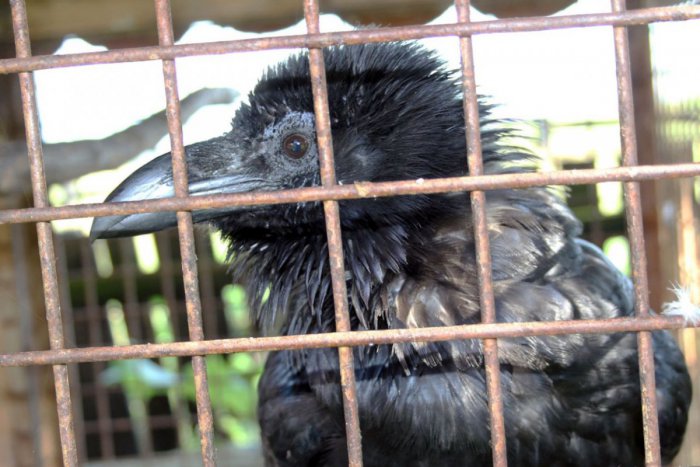 Ilustračný obrázok k článku Bratislavská ZOO prosí o pomoc ľudí, stratil sa krkavec čierny