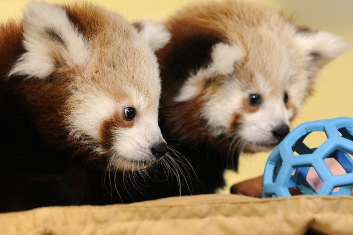 Ilustračný obrázok k článku Zimu si v bratislavskej zoo užívajú pandy, niektoré hady zase hibernujú