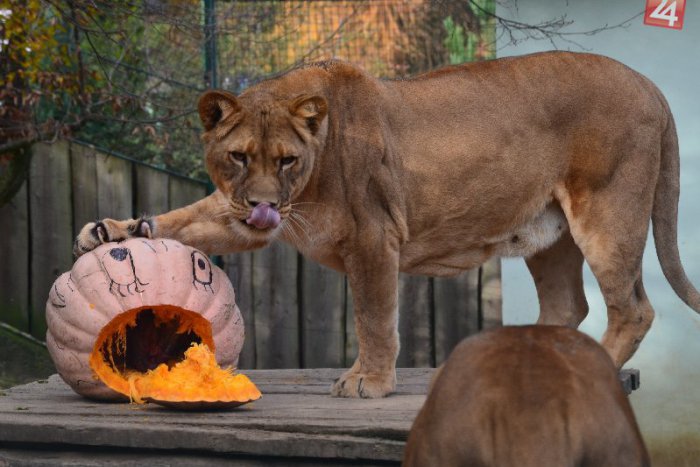 Ilustračný obrázok k článku Veľká hostina v košickej zoo OBRAZOM: Na halloweenskych tekviciach si pochutnali aj levice