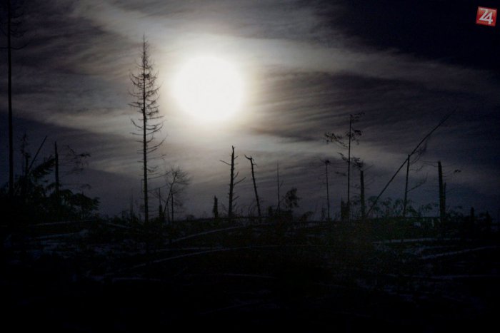 Ilustračný obrázok k článku Lesná stráž aj minulý rok kontrolovala dodržiavanie zákona o lesoch. Za čo padali pokuty najčastejšie?