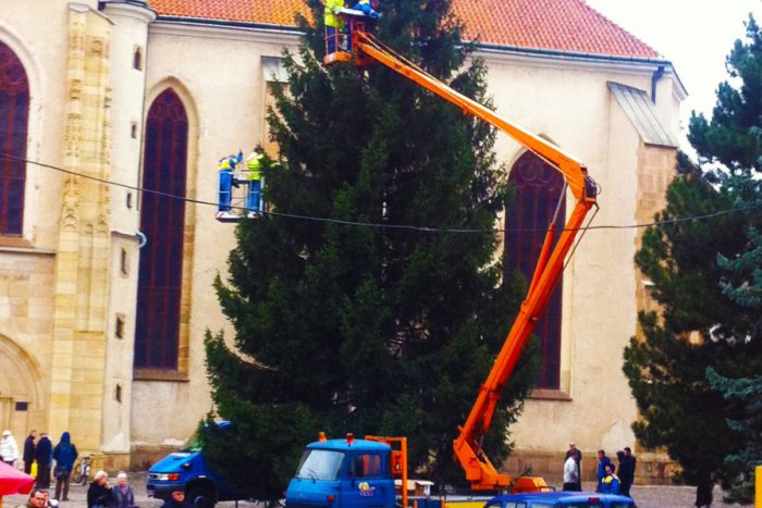 Ilustračný obrázok k článku Vianočný stromček v Prešove rozsvieti Mikuláš: Zaujímavé fakty o našom vysokom krásavcovi!