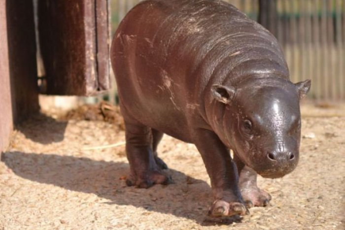 Ilustračný obrázok k článku Bratislavská ZOO môže hovoriť o roku 2014 ako o veľmi plodnom a to aj doslovne