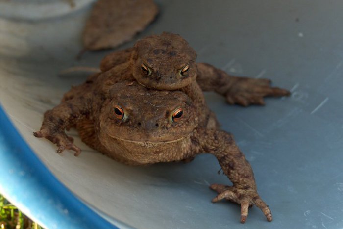 Ilustračný obrázok k článku Žabky opäť vyrážajú na cesty: Táto aktivita Prešovčanov na ich záchranu pýta palec hore! FOTO