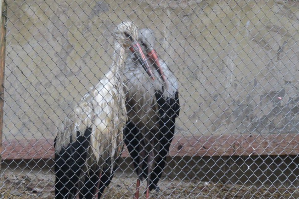 Ilustračný obrázok k článku Prešov pod náporom dopravy aj žiab: Udalosti roku 2014 fotoobjektívom vážne i nevážne :)