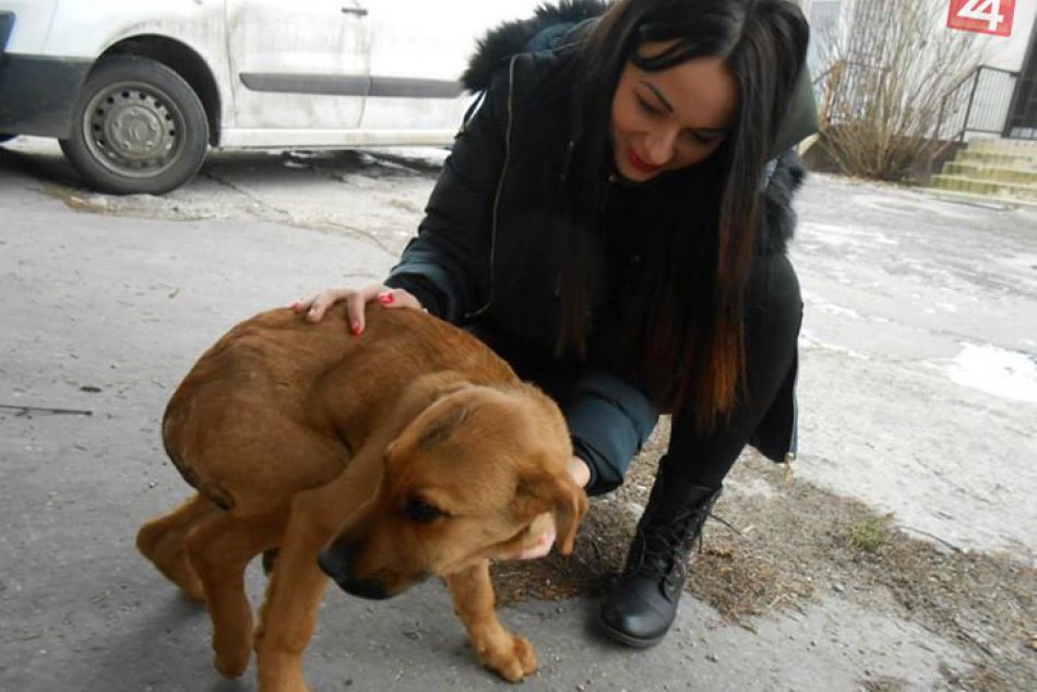 Ilustračný obrázok k článku Príbeh so šťastným koncom? Bezohľadný vodič zrazil psíka, čo sa dialo potom vás ale prekvapí!