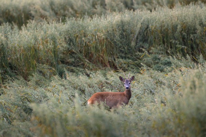 Ilustračný obrázok k článku Zrážka na trati pri Bystrici. Po strete so srnou si to odniesol rušeň vlaku!
