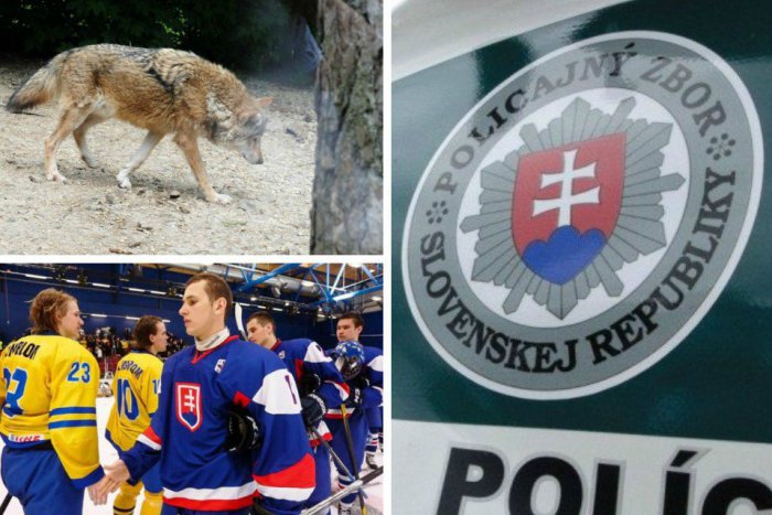 Ilustračný obrázok k článku Naj témy týždňa v kocke: Prekvapivé stretnutie lyžiarov s vlkom, aj rozhovor so žiarskym hokejistom