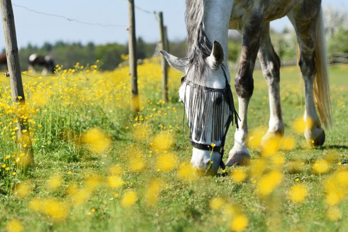 Ilustračný obrázok k článku Do školy na koni? Prečo nie. Kým sa deviatačka Miška učí, jej tátoš ju čaká v školskej stajni