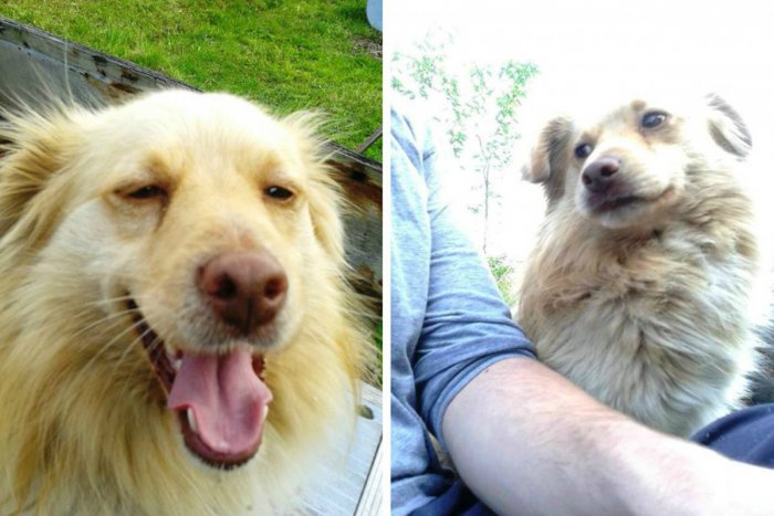 Ilustračný obrázok k článku Zúfalí majitelia prosia o pomoc: Nevideli ste niekde tohto psíka?