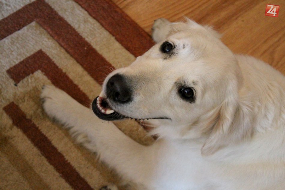 Ilustračný obrázok k článku Zábava a pomoc v jednom: Koná sa už 5. ročník benefičného koncertu pre tuláčikov