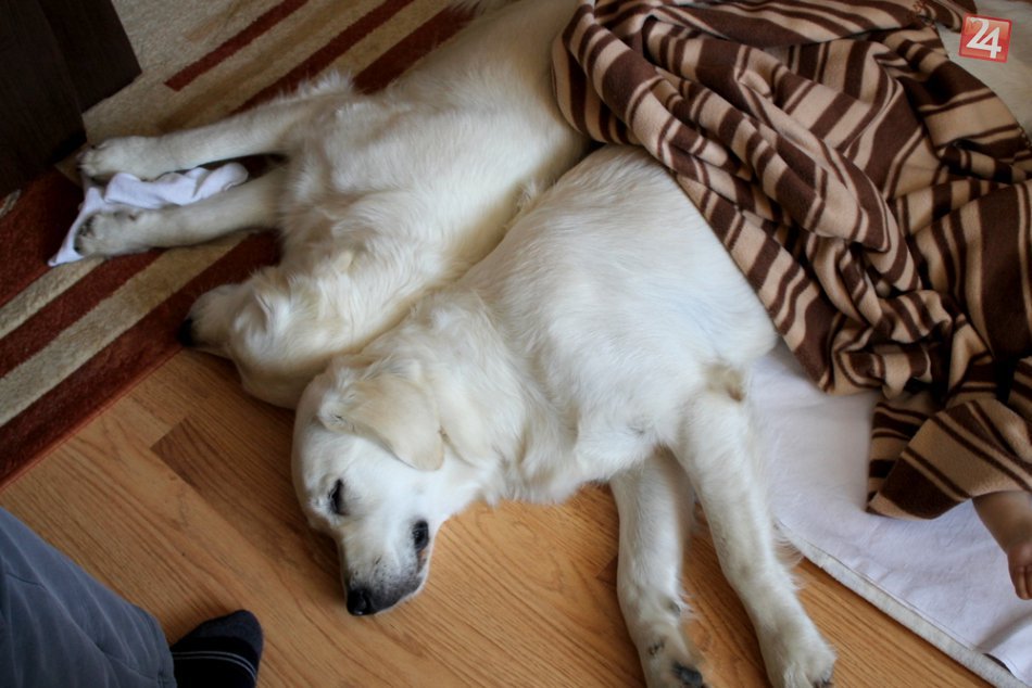 Ilustračný obrázok k článku NOVINKA v bystrickej nemocnici. Detskí onkologickí pacienti budú čoskoro využívať kanisterapiu