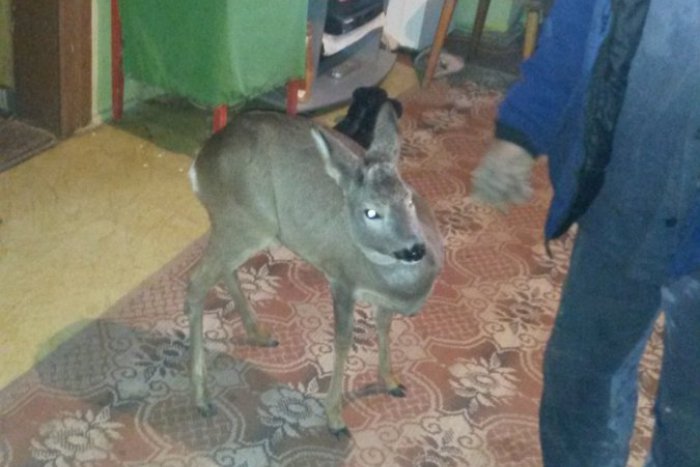 Ilustračný obrázok k článku Policajti vyšetrujú kuriózny prípad: Muž odchytil srnčie mláďa, doma ho vychoval na srnca!