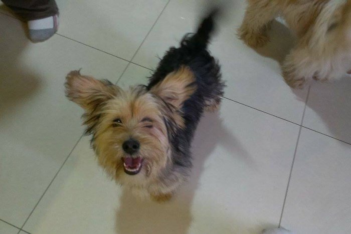 Ilustračný obrázok k článku Hľadá sa majiteľ strateného psíka: Našiel sa v okolí železnice