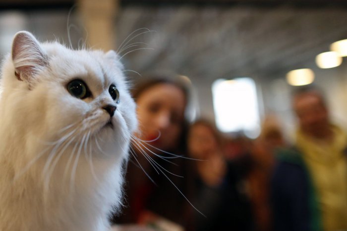 Ilustračný obrázok k článku V Rači sa začal odchyt a kastrácia túlavých mačiek