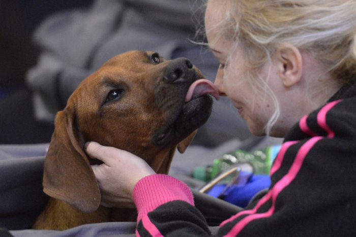 Ilustračný obrázok k článku Chcete pomôcť zvieratám v útulku na Poliankach ?  Pracovníci privítajú každú pomocnú ruku