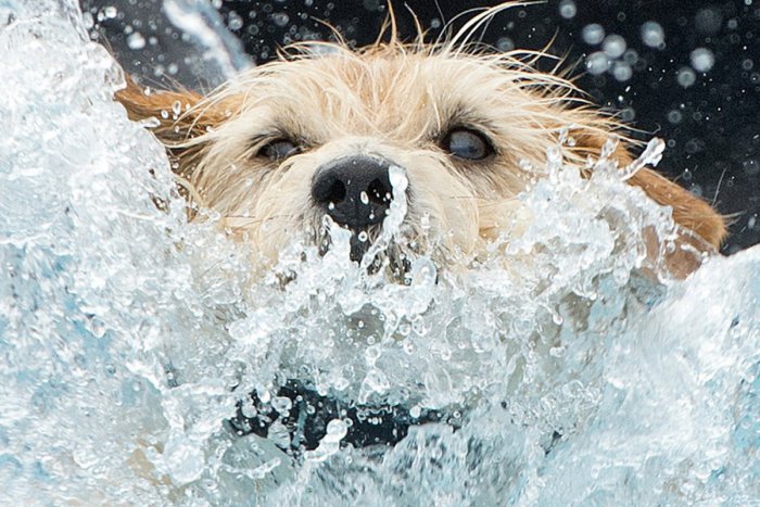 Ilustračný obrázok k článku Horúce chvíle pri záchrane topiacich sa psíkov: Muž riskoval vlastný život, hasiči v pohotovosti!