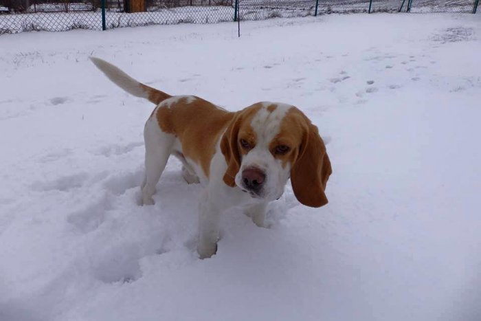 Ilustračný obrázok k článku Veľká pátračka po Majlovi: Majiteľom chýba už od utorka