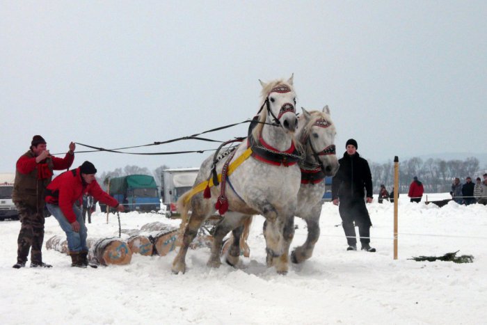 Ilustračný obrázok k článku Tip na víkend: Blíži sa súťaž o najlepšieho furmana ťažných koní