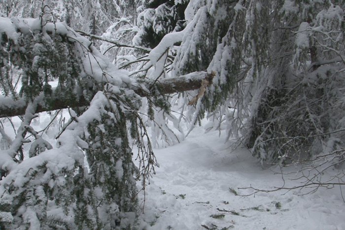 Ilustračný obrázok k článku Snehová kalamita OBRAZOM:  V Slovenskom raji je 60 percent turistických chodníkov zavalených popadanými stromami