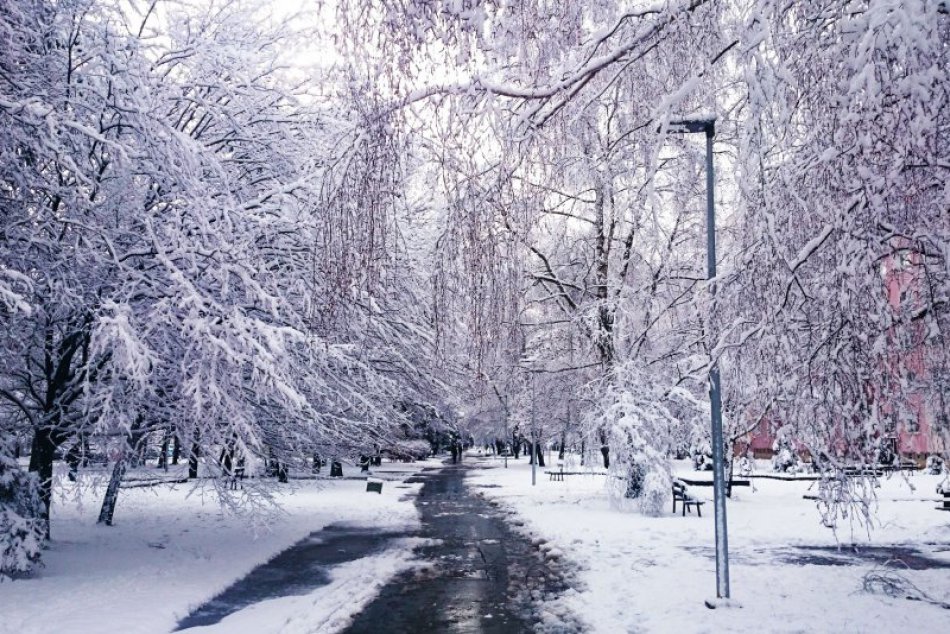 Ilustračný obrázok k článku Koncom januára školáka v Karlovke privalil strom. Polícia kvôli tejto tragédii obvinila štyroch ľudí