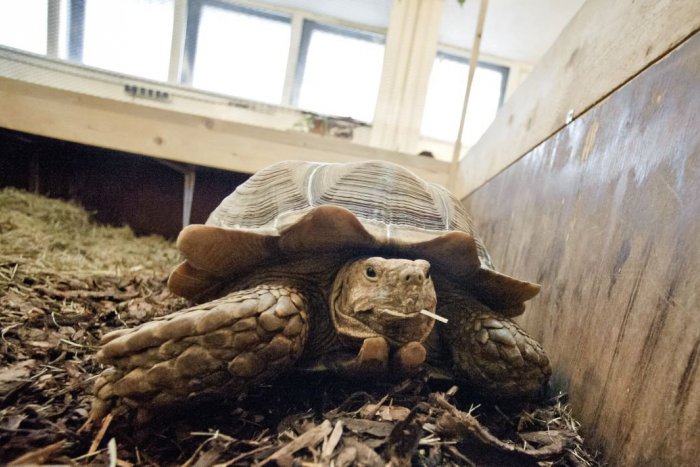 Ilustračný obrázok k článku Pokochajte sa pohľadom na zvieratá: Univerzitné vivárium je po rekonštrukcii znova otvorené