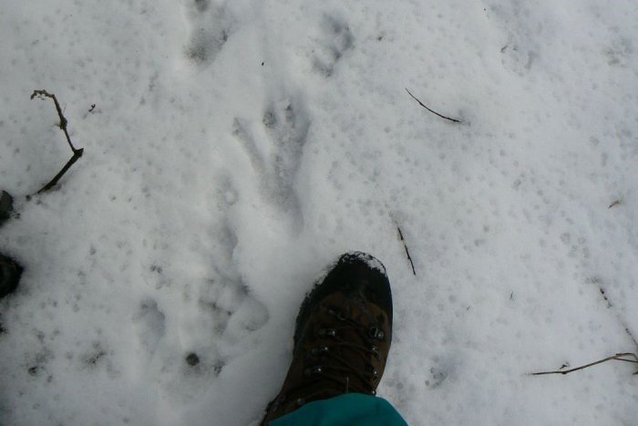 Ilustračný obrázok k článku Po viac ako sto rokoch sa stalo neočakávané: Do Liptova sa vrátil bobor