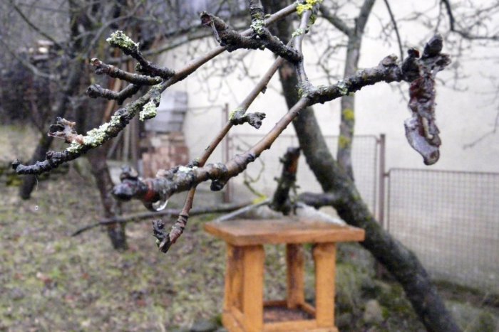 Ilustračný obrázok k článku Sťahovaví vtáci sú už naspäť, niektorí vďaka teplému počasiu ani neodleteli