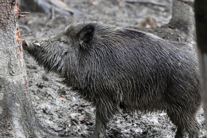 Ilustračný obrázok k článku Ľudí na zastávke v lesoparku prekvapil vyše 200-kilový diviak